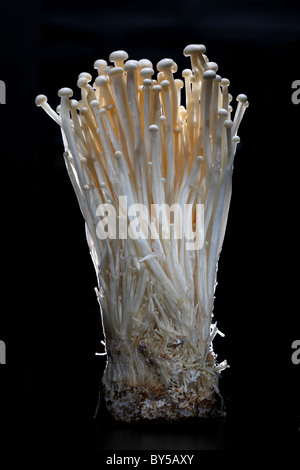 enoki mushrooms Stock Photo