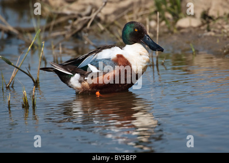 Male shoveler duck pictured in the blue water Stock Photo