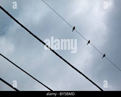 Three birds on a power line Stock Photo