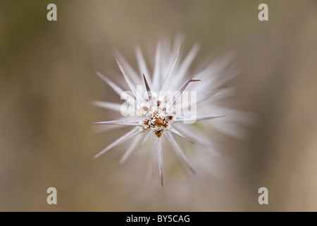 Close-up of the thorny branch of an Ocotillo (Fouquieria splendens) in Joshua Tree National Park, California, USA. Stock Photo