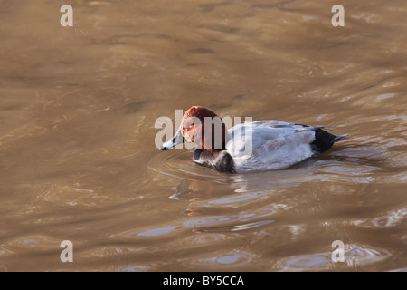 Male pochard duck swimming on chocolate coloured water Stock Photo