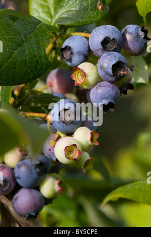 Close up blueberries, ripe and unripe, on bush, super food Stock Photo
