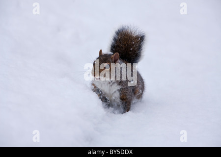 Grey squirrel in deep snow Stock Photo