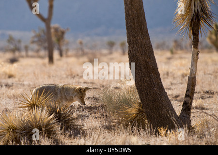 Coyote (Canis latrans) looking for rodents in the brush at Joshua Tree National Park, California, USA. Stock Photo