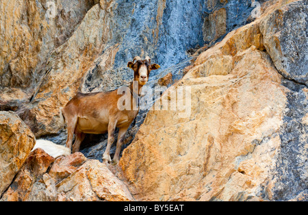 Mountain goat - Wikipedia