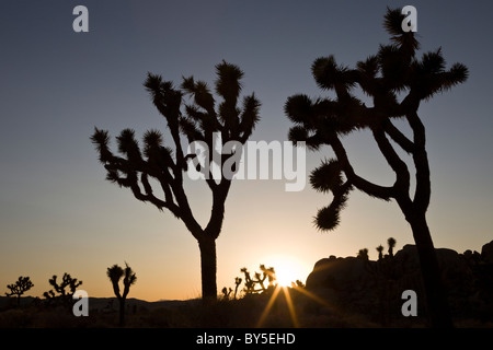 Joshua Trees (Yucca brevifolia) silhouette at sunset in Joshua Tree National Park Stock Photo
