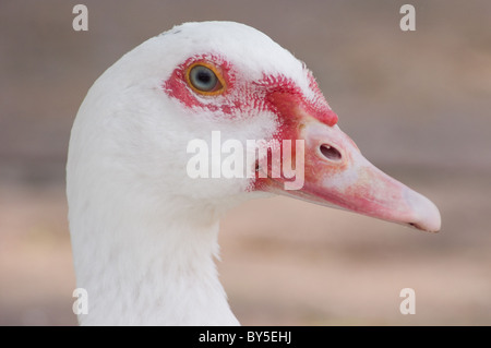 Portrait of a female Muscovy duck (Cairina moschata) Stock Photo