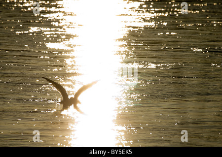 Gull flying into brilliant light on the River Tweed in Scotland Stock Photo