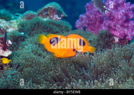 Red saddleback anemonefish (Amphiprion ephippium) with ahemone and soft corals. Andaman Sea, Thailand. Stock Photo