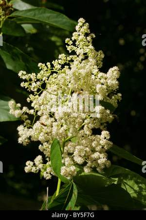 Koda, Koda Tree, Koda Wood or Pania, Ehretia acuminata, Boraginaceae, East Asia, Australia.
