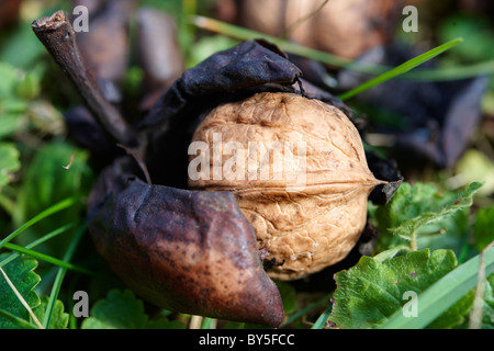 Fresh Walnuts fallen from a tree Stock Photo