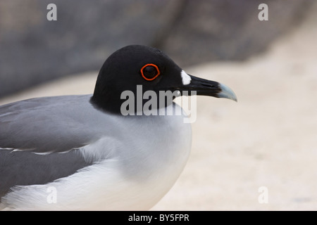 Birds Swallow-tailed Gull Creagrus furcatus Genovesa Darwin Bay The Galapagos Islands Stock Photo