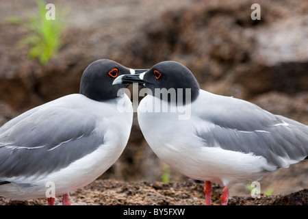 Birds Swallow-tailed Gull Creagrus furcatus Mating Genovesa Darwin Bay The Galapagos Islands Stock Photo