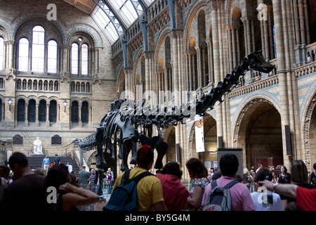 Visitors looking at cast of Diplodocus dinosaur skeleton  at the Natural History Museum, London Stock Photo