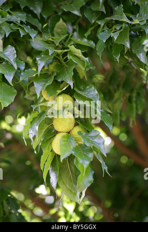 Osage Orange, Osage-orange, Horse-apple, Bois D'Arc or Bodark, Maclura pomifera, Moraceae, South Central USA, North America. Stock Photo