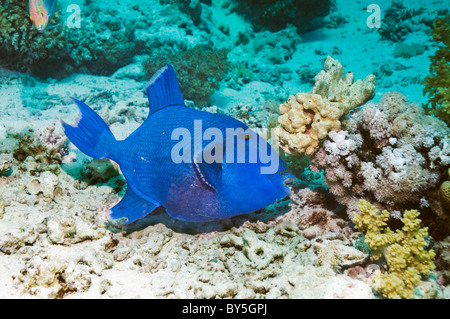 Blue triggerfish (Pseudobalistes fuscus). Egypt, Red Sea. Stock Photo