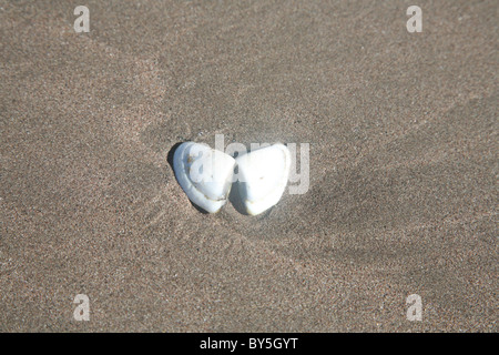 Two seashells lying on the sand Stock Photo