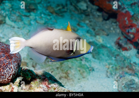 Buethroat triggerfish (Sufflamen albicaudatus). Andaman Sea, Thailand. Stock Photo
