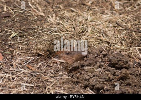 Southern Pocket Gopher (Thomomys umbrinus) digging a hole in a park