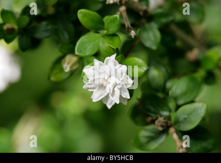 Snowrose, Tree of a Thousand Stars, or Japanese Boxthorn, Serissa foetida (Serissa japonica) var. pleniflora, Rubiaceae. Stock Photo