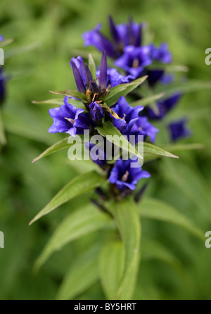 Willow Gentian, Gentiana asclepiadea, Gentianaceae, Europe Stock Photo