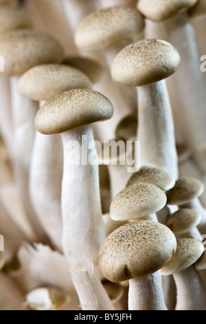 Close up of buna shimeji organic mushrooms also known as brown beech mushrooms Stock Photo