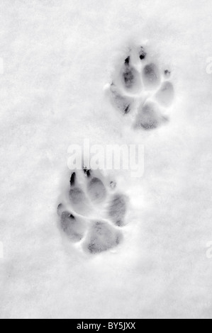 Dog paw prints in snow taken at Bristol, United Kingdom Stock Photo