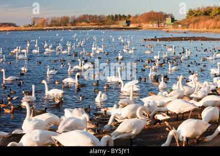 Whooper Swans at Martin Mere bird reserve near Ormskirk, Lancashire, UK. Stock Photo