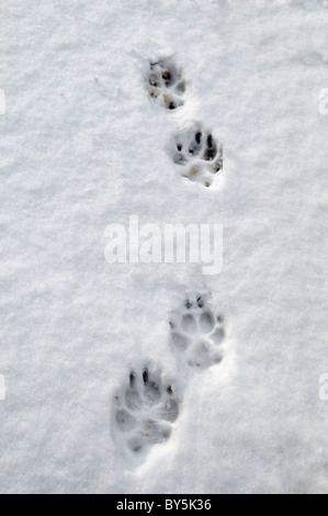 Dog paw prints in snow taken at Bristol, United Kingdom Stock Photo