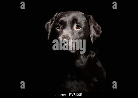 Low Key Shot of Handsome Chocolate Labrador Stock Photo