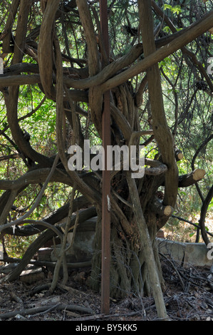 Tangled tree branches in abandoned garden. Stock Photo