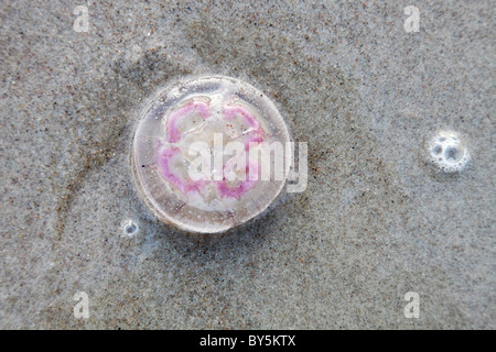 pink jellyfish on the beach at Baltic Sea Stock Photo