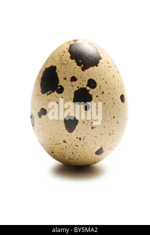 one quail egg on white background Stock Photo