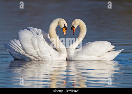 MUTE SWANS FORMING A HEART SHAPE WITH THEIR NECKS DURING COURTSHIP Stock Photo