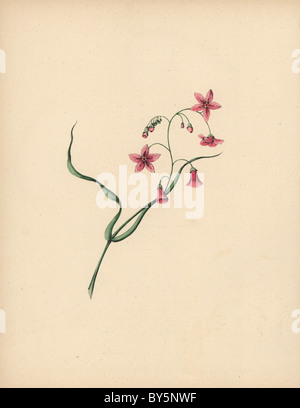 Trailing arbutus or mayflower with pink flowers, Epigaea repens. Stock Photo