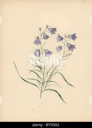 Harebell, Campanula rotundifolia Stock Photo