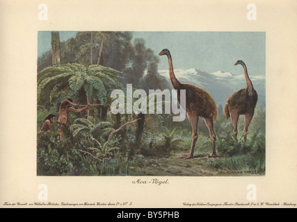 Moa birds (Dinornis robustus) being hunted by men with bows and arrows. Stock Photo