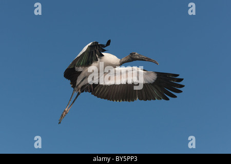 Wood Stork (Mycteria americana) flying Stock Photo