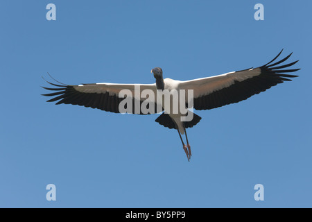 Wood Stork (Mycteria americana) flying Stock Photo