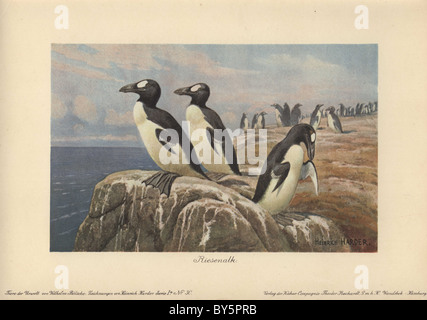 Great auks standing on the edge of a cliff. Pinguinus impennis Stock Photo