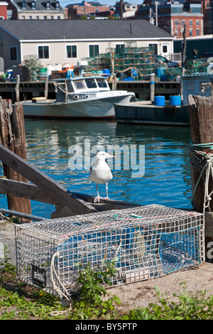 Seagull sitting near lobster trap on wharf in Portland, Maine Stock Photo