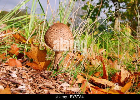 Riesenschirmpilz - Parasol mushroom 13 Stock Photo