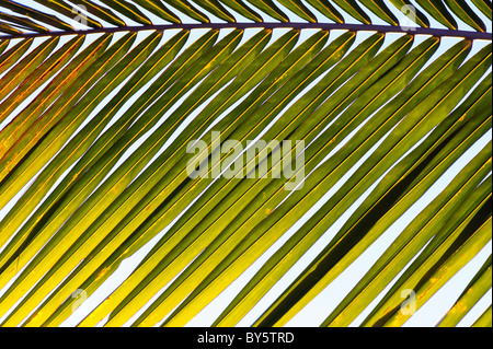 Coconut palm tree frond pattern. India Stock Photo