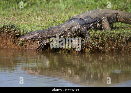 Water Monitor Lizard Varanus salvator salvator at Talangama wetland, Sri Lanka. Stock Photo