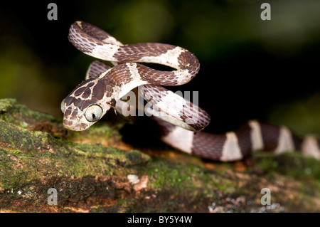 Small 'Imantodes cenchoa' snake from ecuador Stock Photo