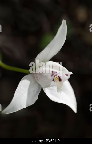 Palomita, Dog orchids (Codonorchis lessonii) flower in forest near Lago Margarita north east of Ushuaia Patagonia Stock Photo