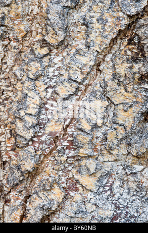 Southern beech (Nothofagus sp.) bark close-up Parque Nacional Tierra del Fuego west of Ushuaia Patagonia Argentina Stock Photo