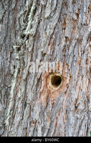 Southern beech (Nothofagus sp.) trunk with woodpecker made hole growing along Laguna Negra Trail Tierra Del Fuego NP Argentina Stock Photo