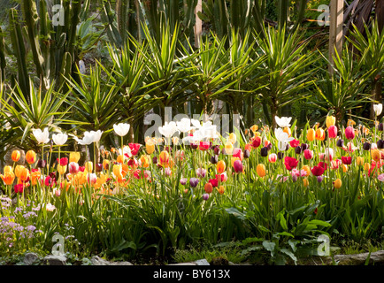 bed of tulips and sub-tropical plants in Andre Heller Botanical Gardens in Gardone Riviera lake Garda Italy Stock Photo