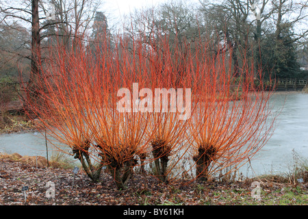 Colourful willow stems by the frozen lake in Seven Acres, RHS Garden Wisley, Surrey, England, Great Britain, UK, Europe Stock Photo